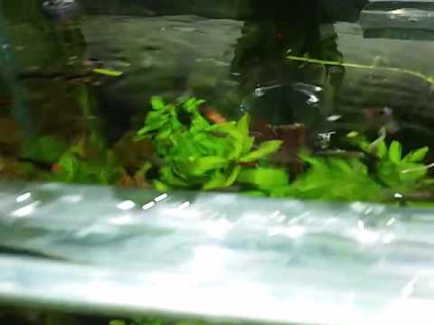 Meus aquários plantados de guppys, platys, molinésias, coridoras e paulistinhas
