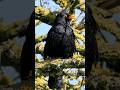 This Blackbird's peaceful song will relax you #birdsounds
