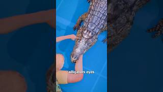 Download lagu Əgər Səni Timsah Tutsa Bunu Et #harunmemmedov #shorts mp3