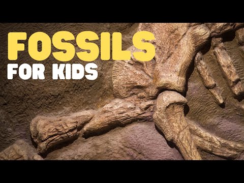 , title : 'Fossils for Kids | Learn all about how fossils are formed, the types of fossils and more!