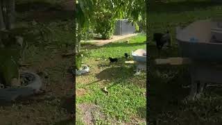 Video preview image #1 Beagle-Unknown Mix Puppy For Sale in Virginia Beach, VA, USA