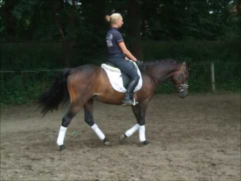 NETFLIX DR 3j. gekörter Hengst v. Nutrix (Körungssieger) zu verk.