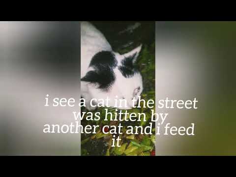 feeding big cat in street