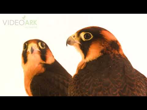 Two Taita falcons (Falco fasciinucha) named Ramona and Chipoko at the Peregrine Fund in Boise, ID.