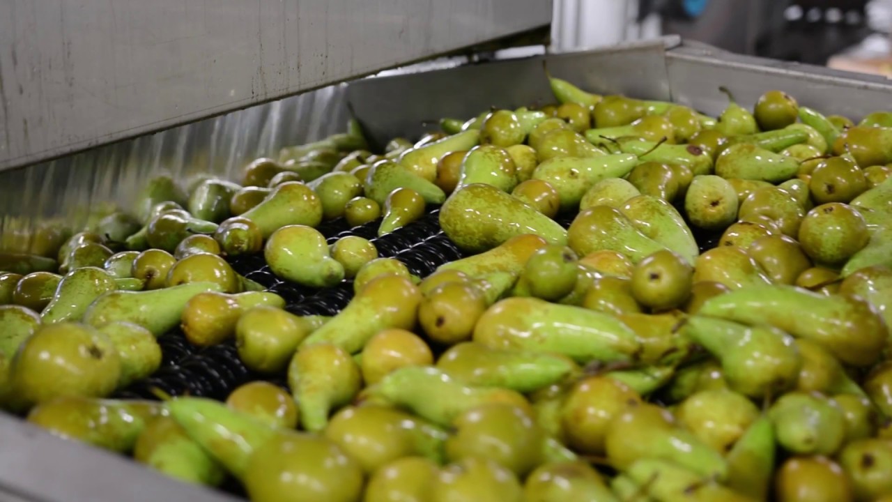 Pear Packing Station FruitMasters 2018