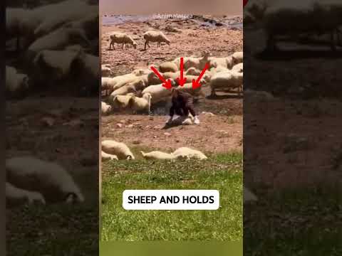 🐑 Tourist Grabs a Sheep… But the Alabai Guardian Reacts Instantly! 😱🔥