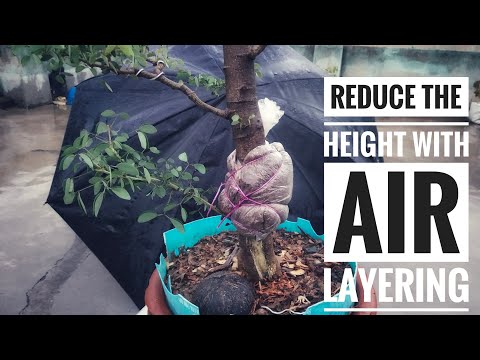 How To Air Layering/Ground Layering Simple With Soil || Reduce The Height Of Bonsai