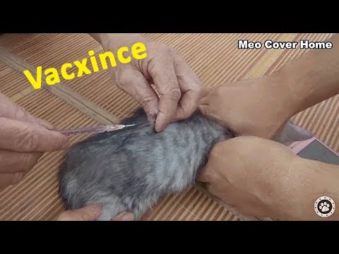A Kitten's First Visit to the Vet - Vaccination Schedules