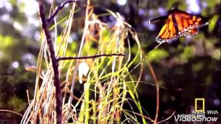 Max Gazzè, Sul fiume  (Pe râu) - subtitrat în română