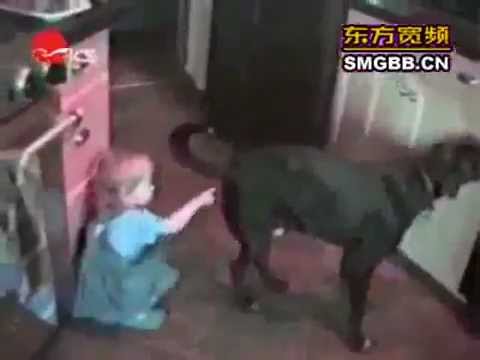 World's most funny dog videos compilation