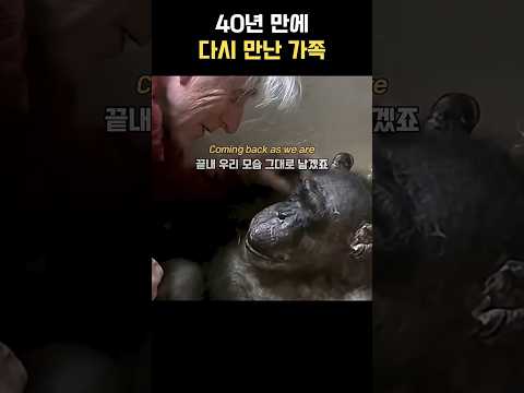 죽음을 앞두고 자신을 키워주던 사육사를 만난 침팬지