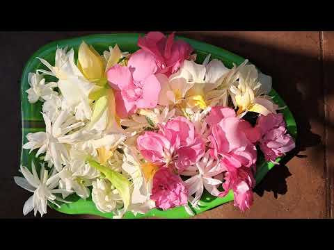 Garden Flowers#Kanher#Mogra#Chapa#Garden#