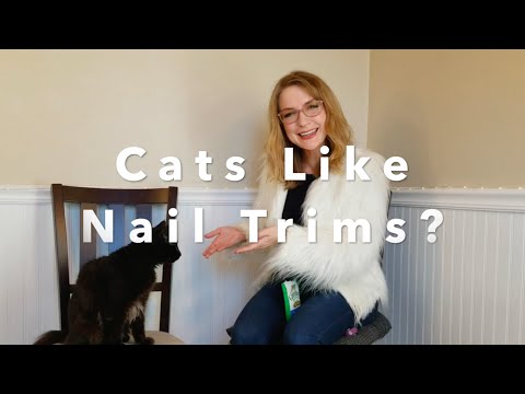 How To Get Your Cat to Like Nail Trims!