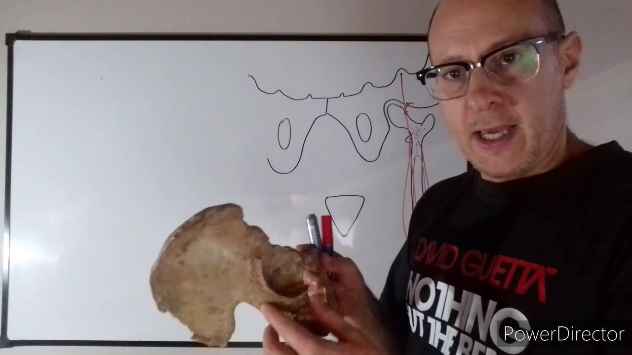 Teórico N° 13: Miología del miembro inferior: músculos del muslo. Dr. Luciano Esborrat.