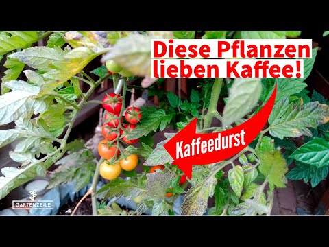 Diese Pflanzen haben Kaffeedurst [Kaffee als Dünger im Garten]