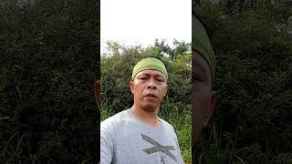 Download lagu hiburan dulu biyar lebih akrab disapa nya ku yutub ber lagi di kebun #vidiosrt mp3