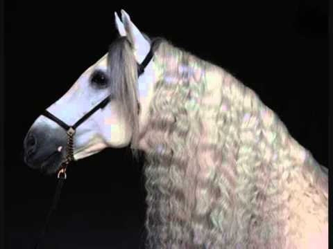 Zvonko Bogdan & Orkestar Šandora Lakatoša - Fijaker Stari (Régi Fiakker)