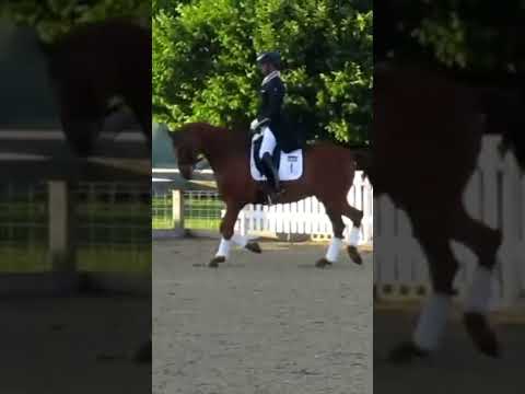 Amazing position from Carl Hester