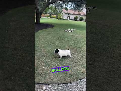 ATI Bullpup Shotgun fullest range test/review you've seen yet/ shooting on the move w/ati Bulldog