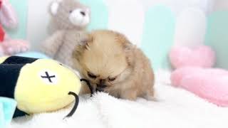 ハーフ犬の動画01