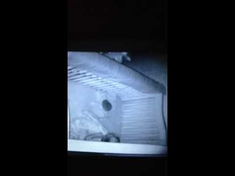 Cecilia not napping February 2013