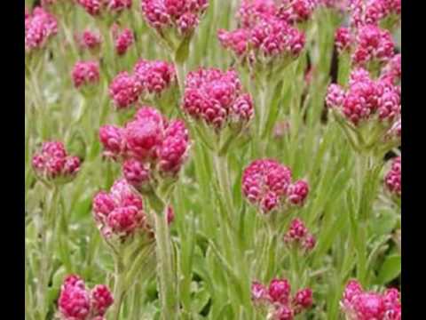 Antennaria Pussytoes Flower Seeds from SeedEmpire.com