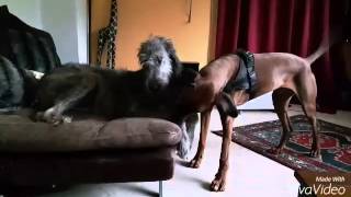 Irish Wolfhound vs. Rhodesian Ridgeback