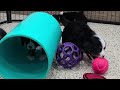 Miniature Bernese Mountain Dog dogs for sale: Liam - Video 1