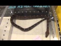 Aztec / Hytec Boa Stuff! Herp Hobby Shop - Daytona ...