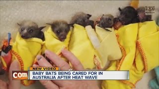 Baby bats being cared for in Australia after heat wave
