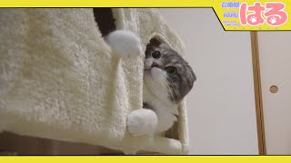 【最終回】 はる……今日までクッソありがとう……【召喚獣はる】