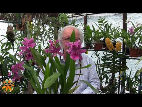 My Sunday Orchid Chat Some News Blooms and The Oncidium Types