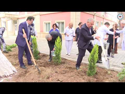AHİK-in tabe təşkilatı “Kurort” QSC ağacəkmə aksiyası keçirib