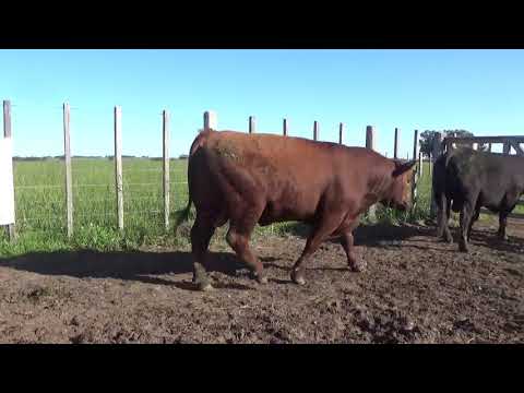 Lote 3 Toros, Lavalleja