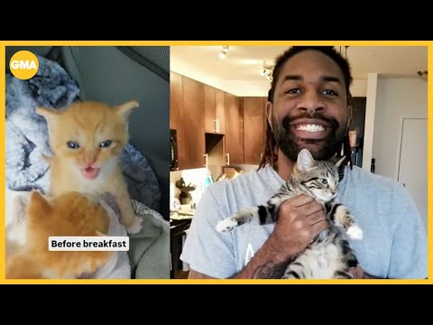 Man fosters hundreds of cats and helps over 300 get adopted