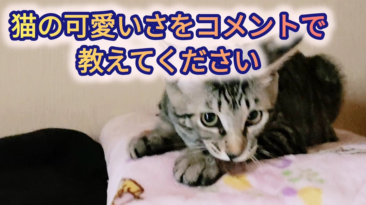 「【カメラ目線ではしゃぐ猫】猫じゃらしvsマロン君」
