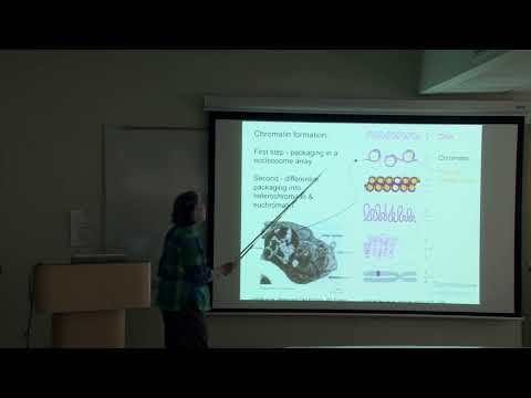 Investigating the Strange Case of the Drosophila Dot Chromosome