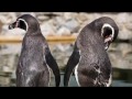 Amazing Penguins in nature! (My Getaway - Larissa Lam)