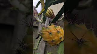 Ecuador Palora Dragon Fruit Wave (JUNE 28, 2026)