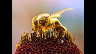 Formula 3 - la ciliegia non è di plastica