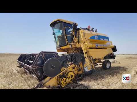 كرميان تدشن موسم الحصاد.. توقعات بإنتاج 200 ألف طن من القمح والشعير 