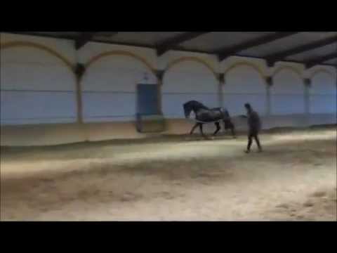 Gladiador - Black PRE Stallion