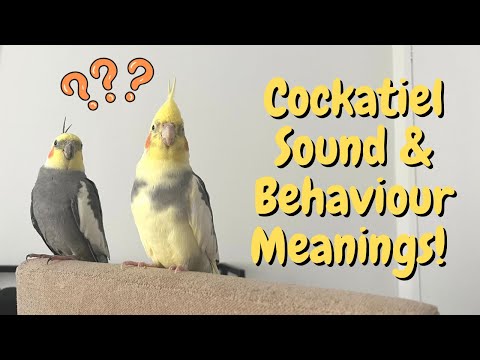 What Cockatiel Sounds & Behaviours Mean! | TheParrotTeacher