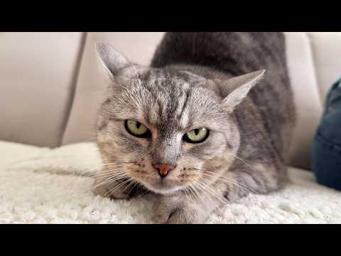 YouTube 썸네일