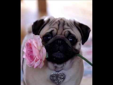 Dont Sing video