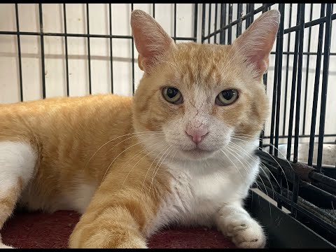 Parker, an adopted Domestic Short Hair in South Ozone Park, NY_image-1