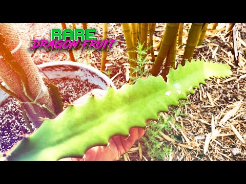 DESERT KING DRAGON FRUIT SEEDLING is TAKING OFF / Our Friend PEPS Grafted His DK / Taking CUTTINGS