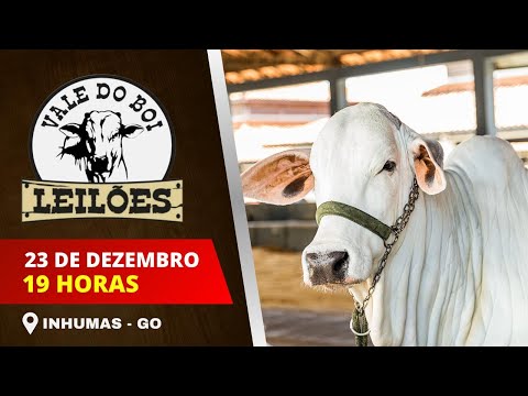 LEILAO VIRTUAL E PRESENCIAL VALE DO BOI LEILOES - INHUMAS GO -  23/12/2025