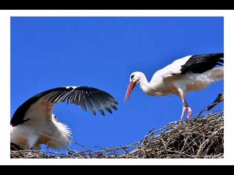 GRUPO CORAL DE CANTARES REGIONAIS DE PORTEL _ SENHORA CEGONHA
