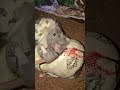 Bloody Aftermath From A Intense Fight Bci Boa Vs Ratatouille Very Bloody ️